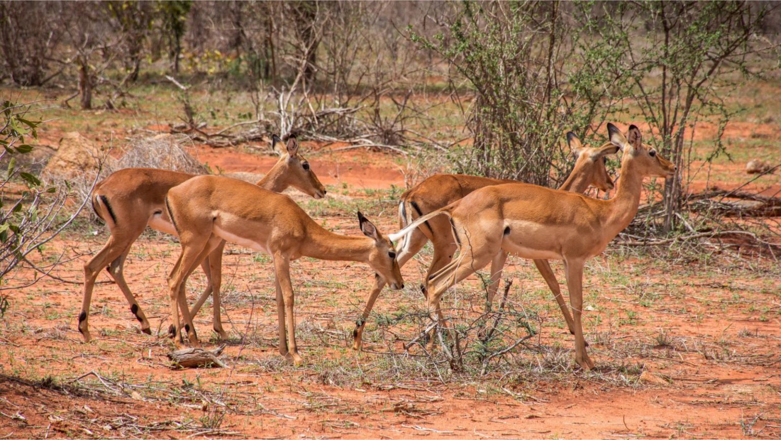 Dokąd pojechać na safari w Afryce? TOP 3 kierunki - Podróże, Afryka ...