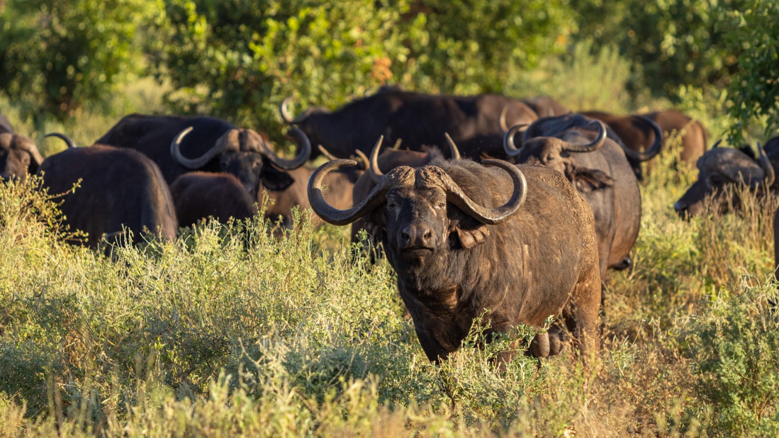 Dokąd pojechać na safari w Afryce? TOP 3 kierunki - Podróże, Afryka ...